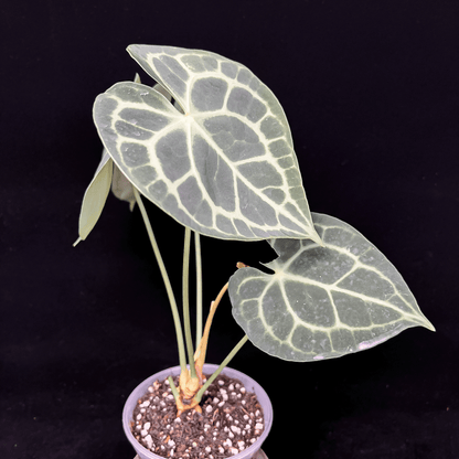 Anthurium Clarinervium