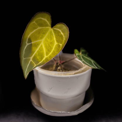 Anthurium Crystallinum