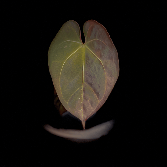Anthurium Dressleri