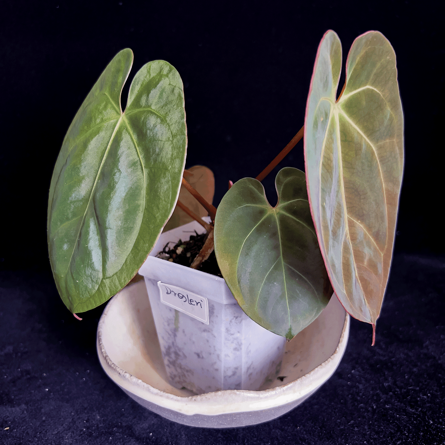 Anthurium Dressleri
