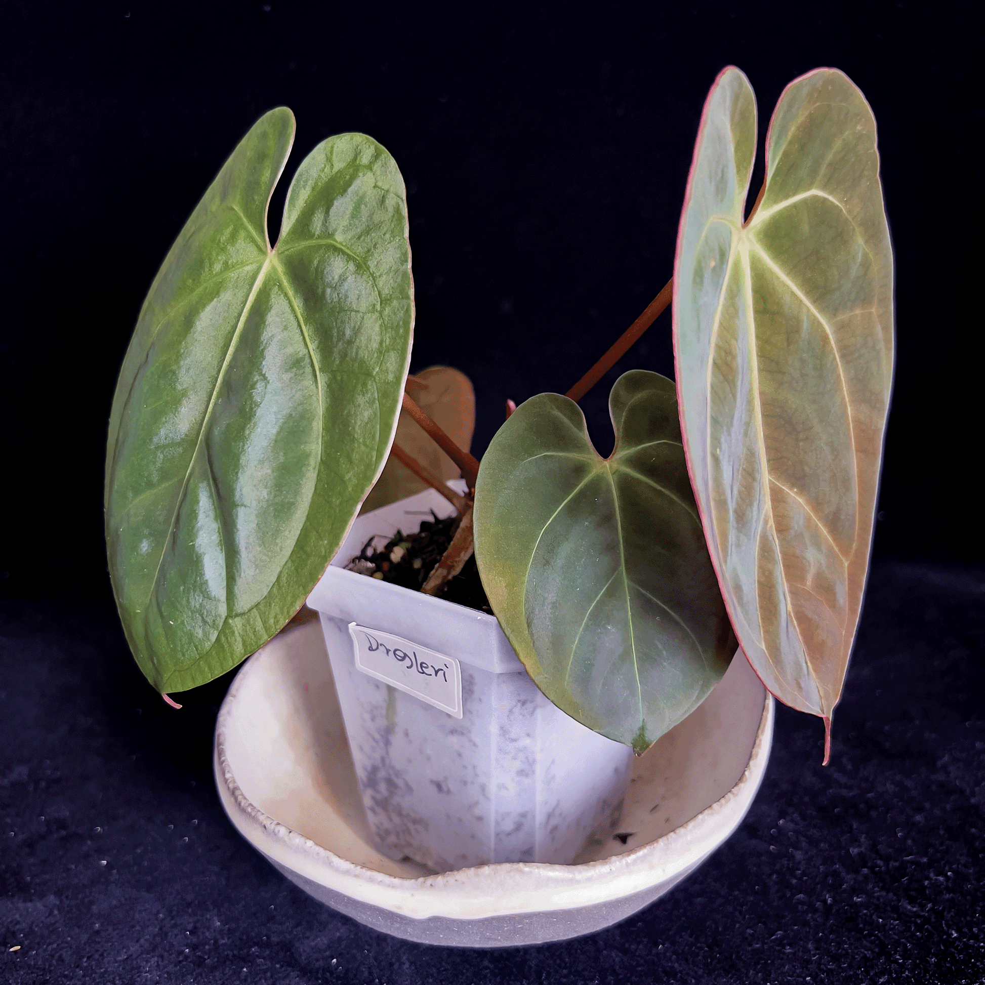 Anthurium Dressleri