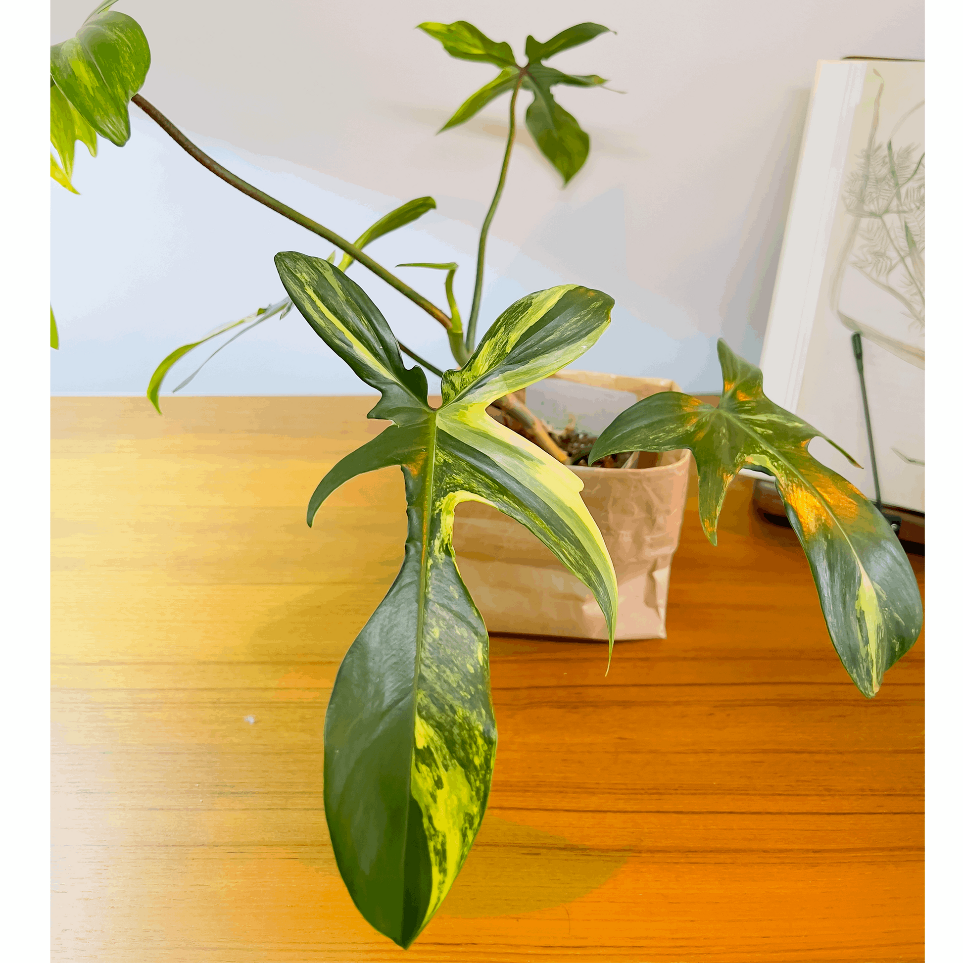 Philodendron Florida Beauty variegated
