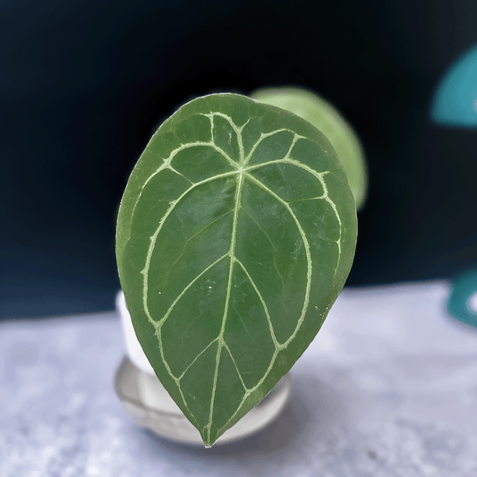 Anthurium Forgetii
