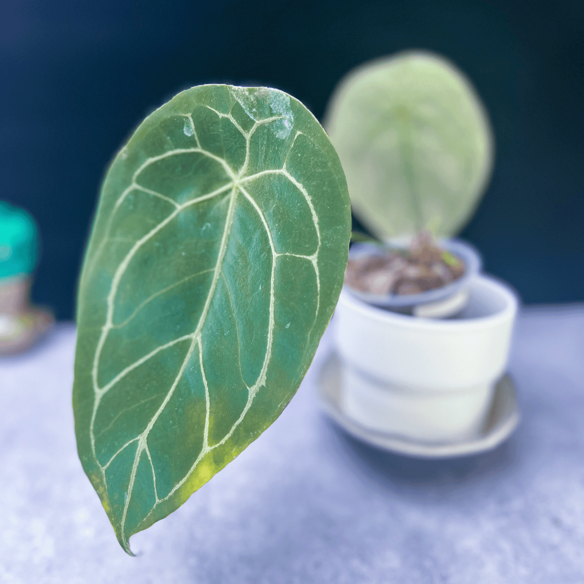 Anthurium Forgetii