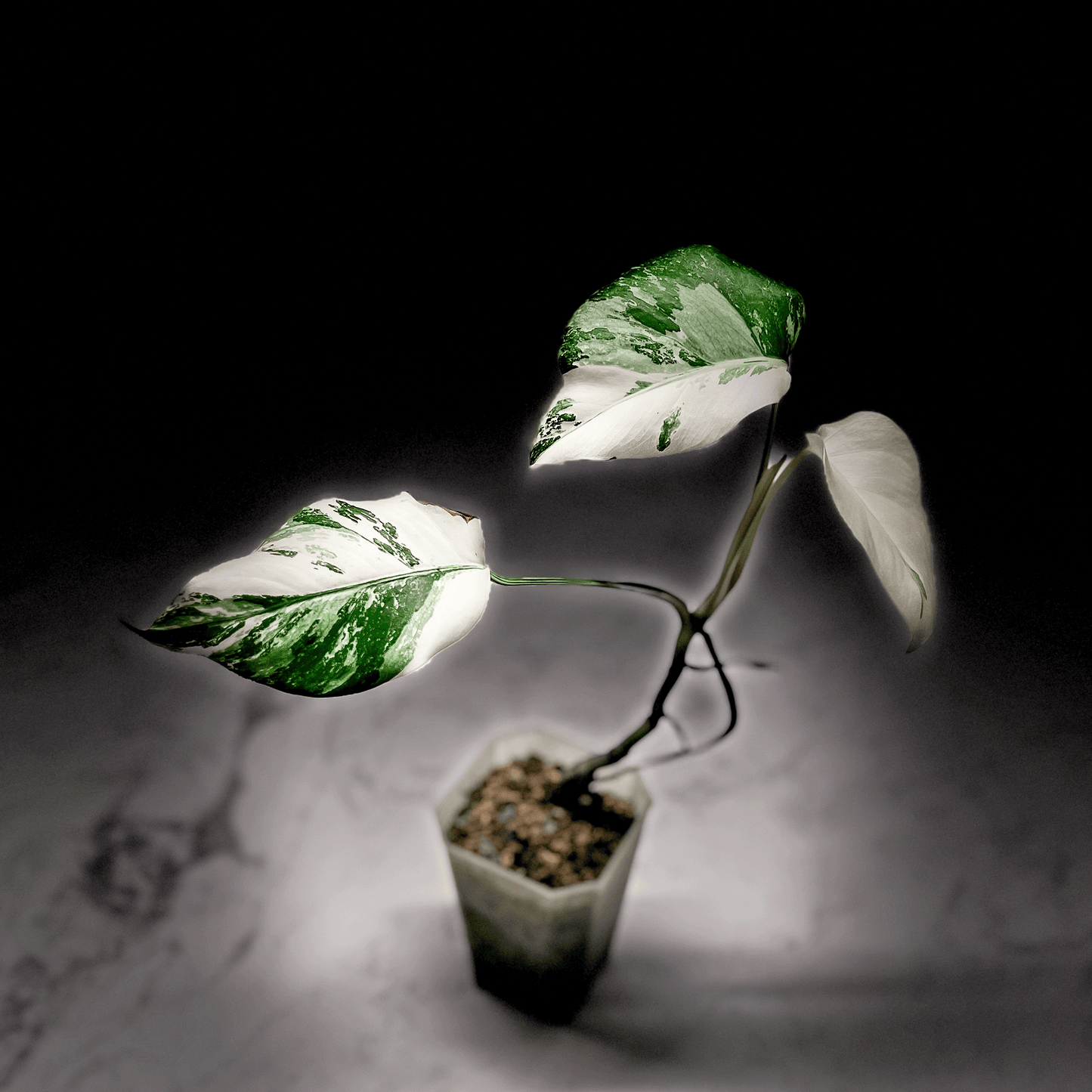 Monstera Deliciosa Albo Variegata