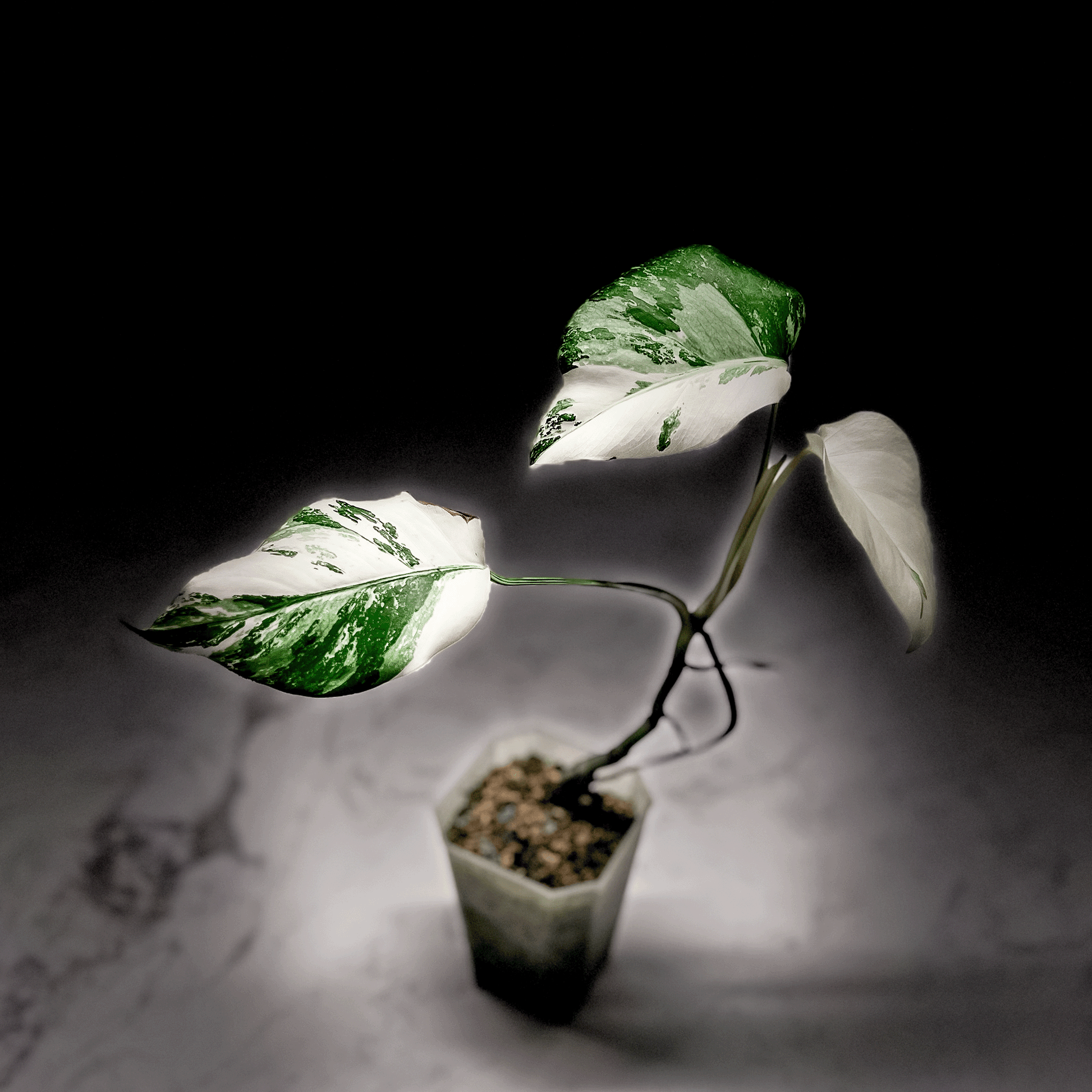 Monstera Deliciosa Albo Variegata