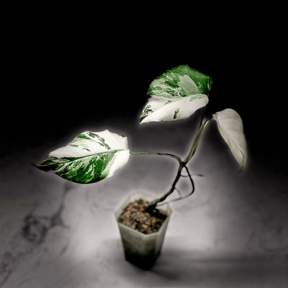 Monstera Deliciosa Albo Variegata