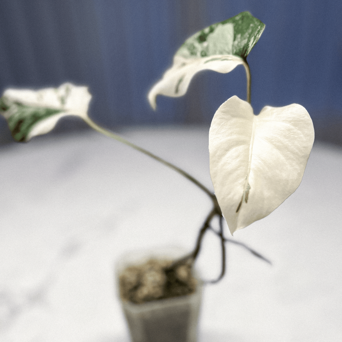 Monstera Deliciosa Albo Variegata2