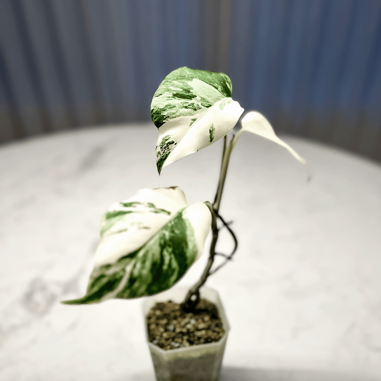 Monstera Deliciosa Albo Variegata1