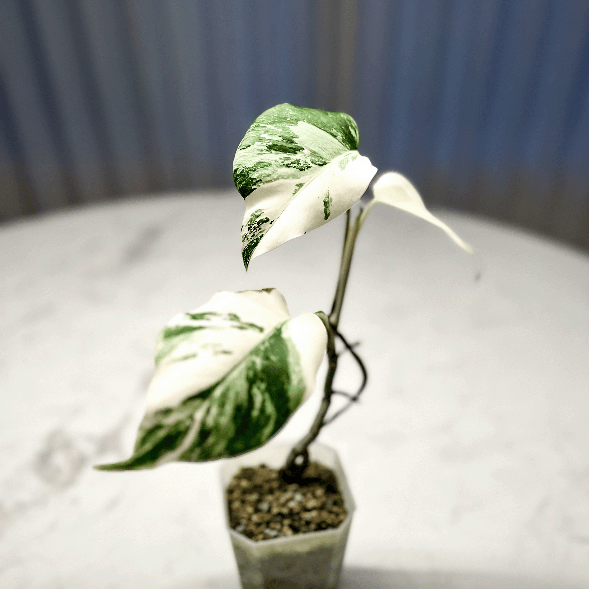 Monstera Deliciosa Albo Variegata1