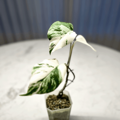 Monstera Deliciosa Albo Variegata1