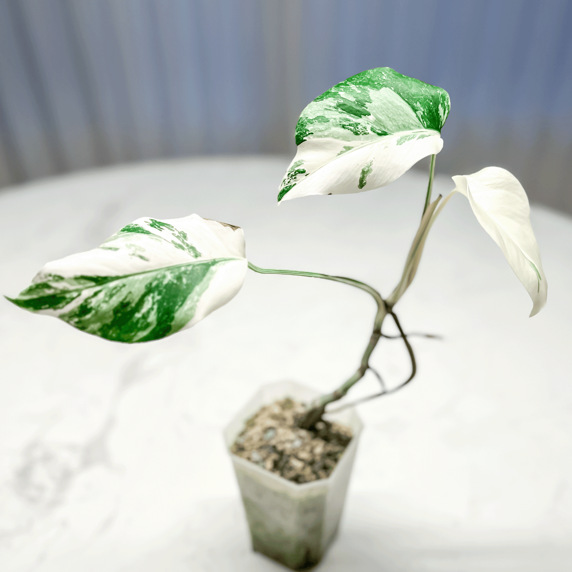 Monstera Deliciosa Albo Variegata2