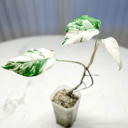 Monstera Deliciosa Albo Variegata2
