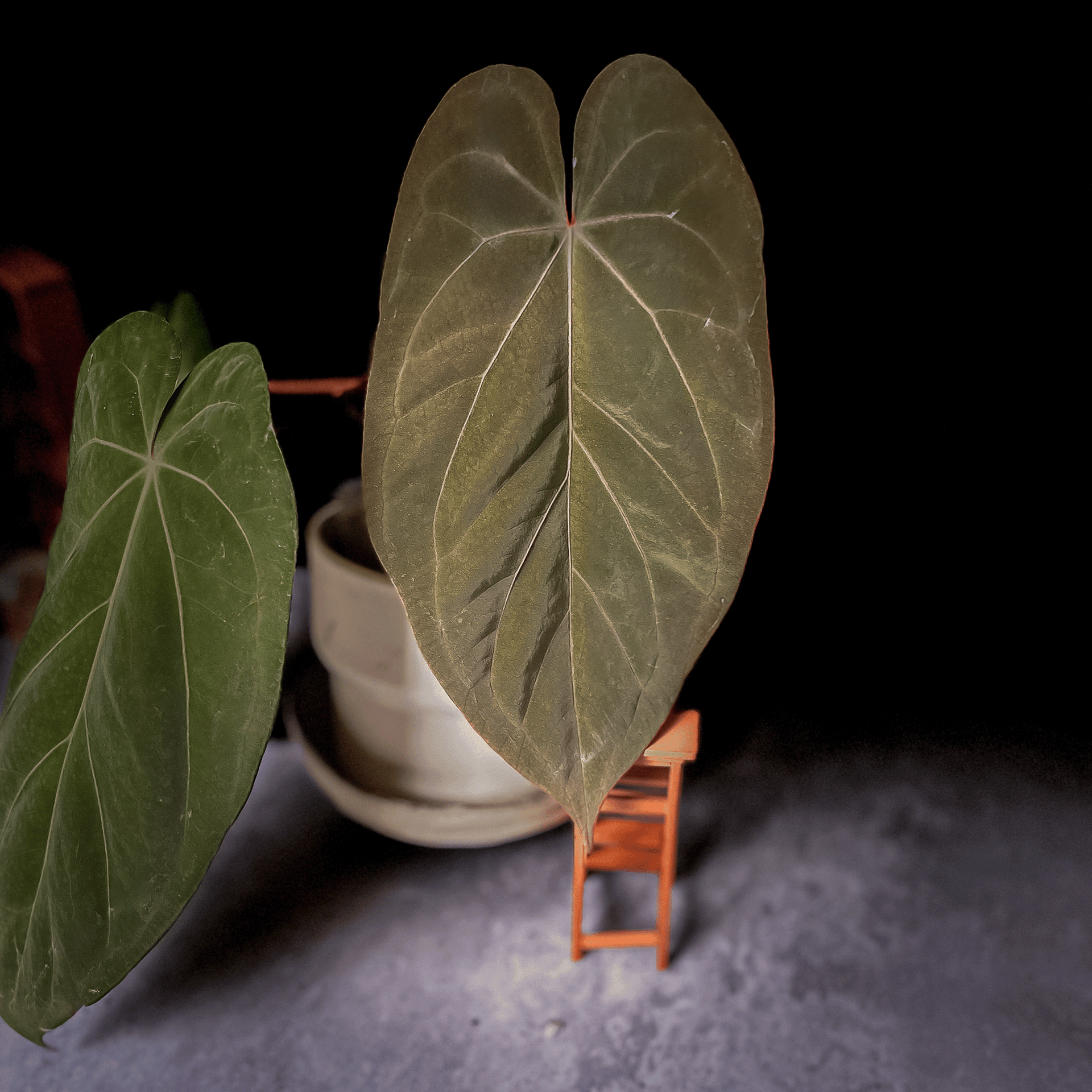 新春セールAnthurium \"Rom's Black\" seedling① Anthurium Dark Phoenix x Papillilaminum Xone – ProtoLeaf