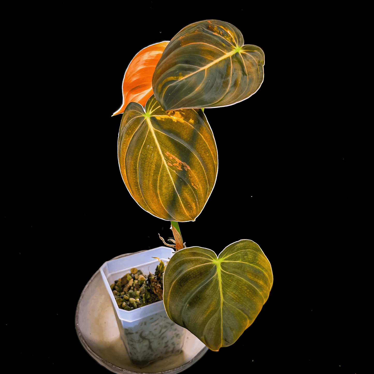Philodendron Melanochrysum Variegated