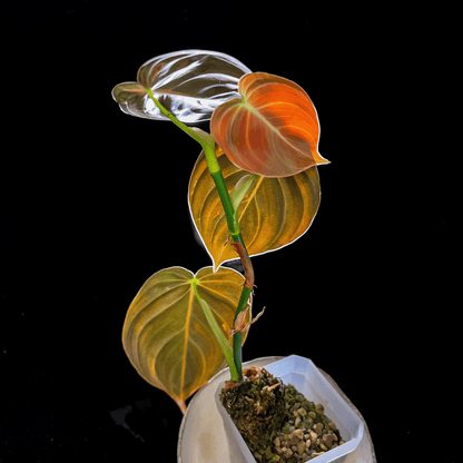 Philodendron Melanochrysum Variegated