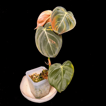 Philodendron Melanochrysum Variegated