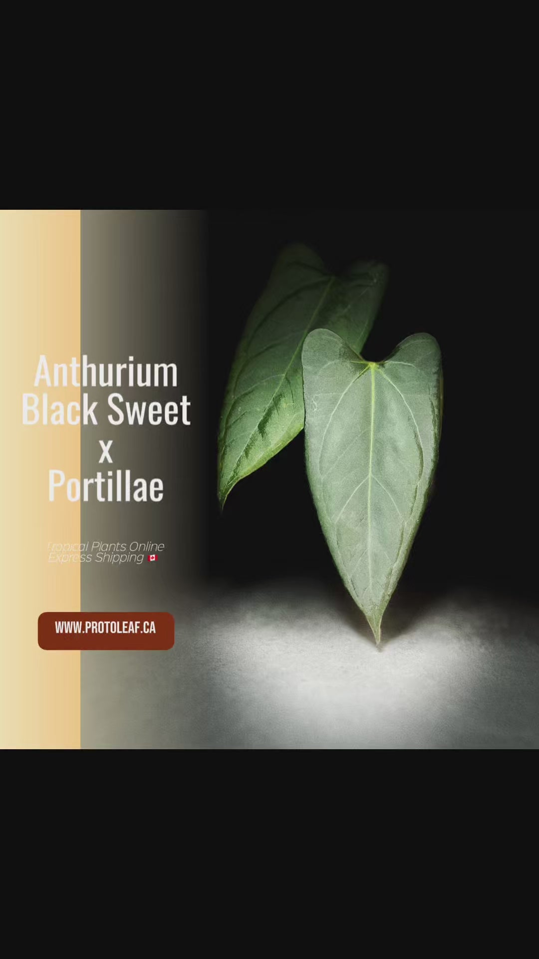Anthurium Blacksweet x Portillae – ProtoLeaf