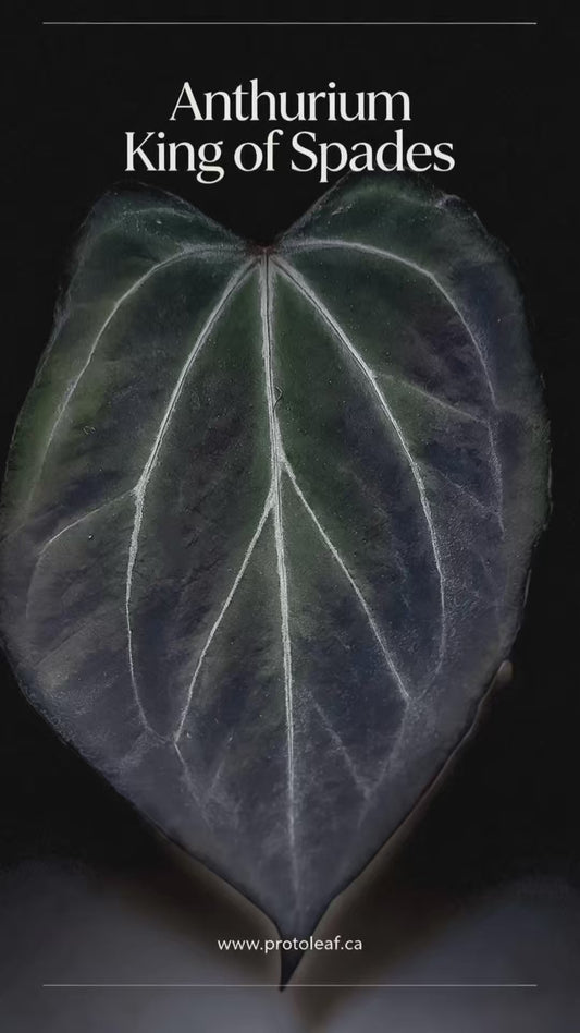 Anthurium King of Spades
