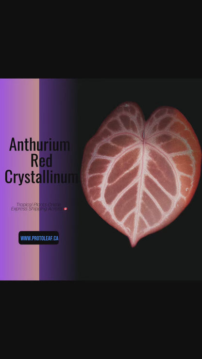 Anthurium Red Crystallinum