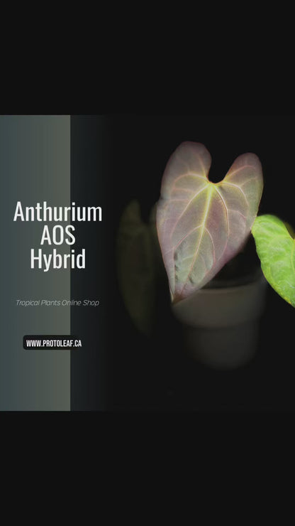 Anthurium AOS Hybrid