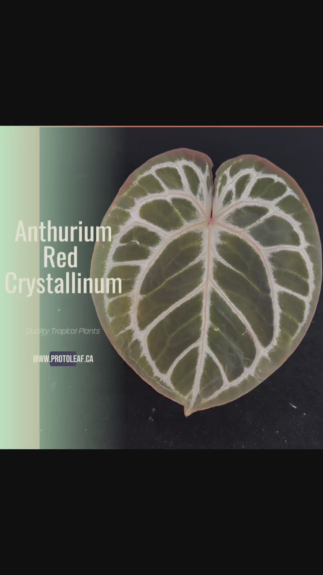 ア*レ様 Anthurium RVDP × Red Crystallinum RedCrystal0.png?v=1748491999&
