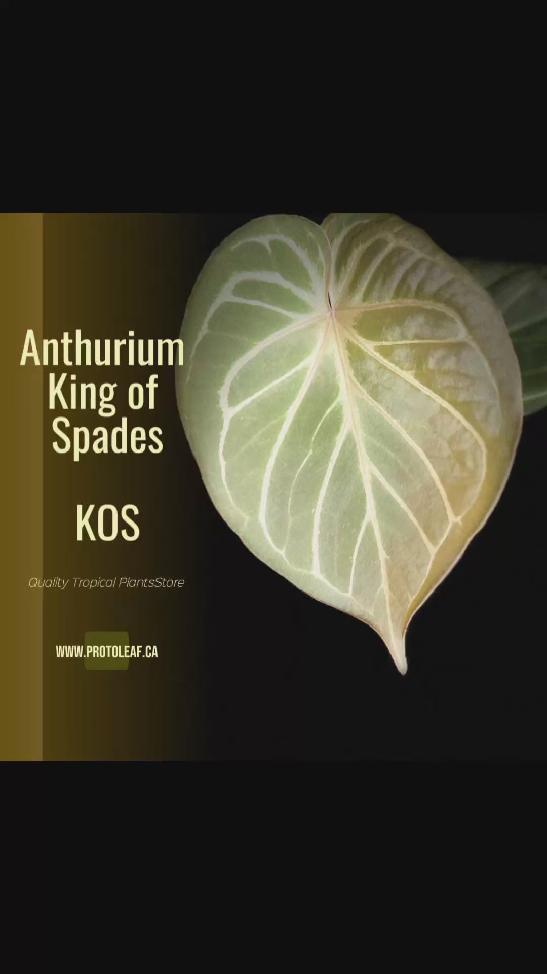 Anthuriums by DocBlock – Rare Plant Fairy