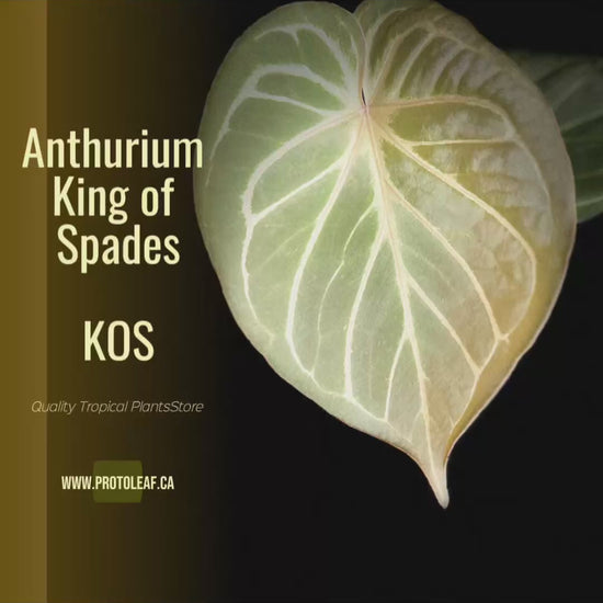 Anthurium KOS-protoleaf.ca