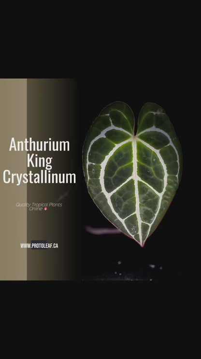 Anthurium King Crystallinum, Crystallinum Minahasa