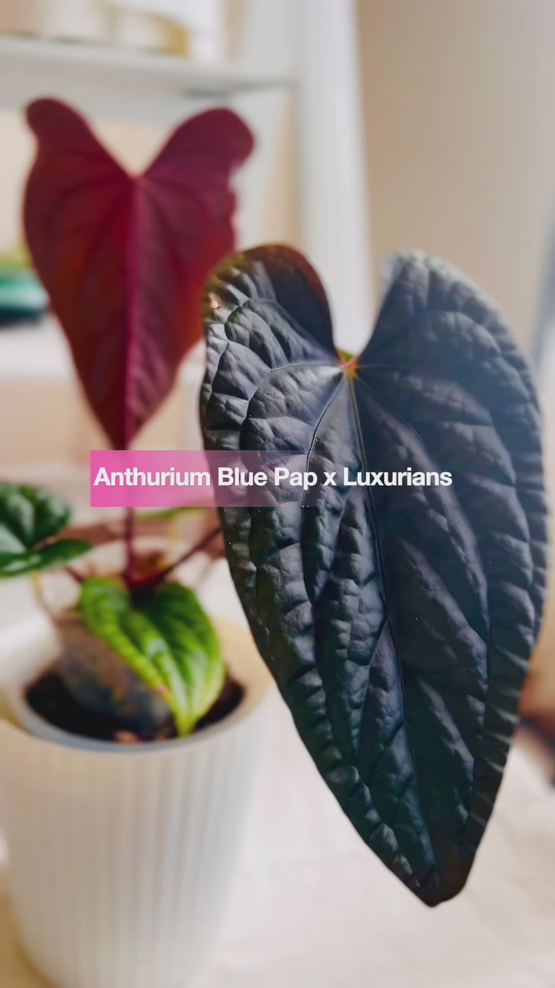 Anthurium Blue Pap x Luxurians