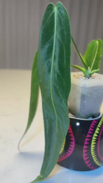 Anthurium Warocqueanum