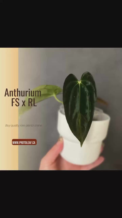 Anthurium Pap FS x RL, Anthurium Fort Sherman x Ralph Lynam