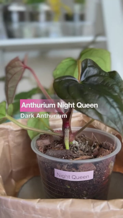 Anthurium Night Queen