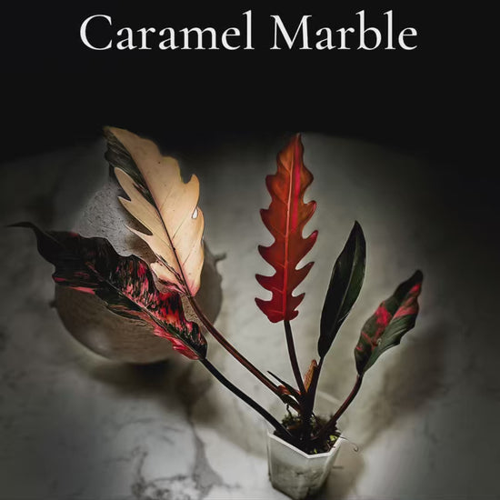 Philodendron Caramel Marble-protoleaf.ca