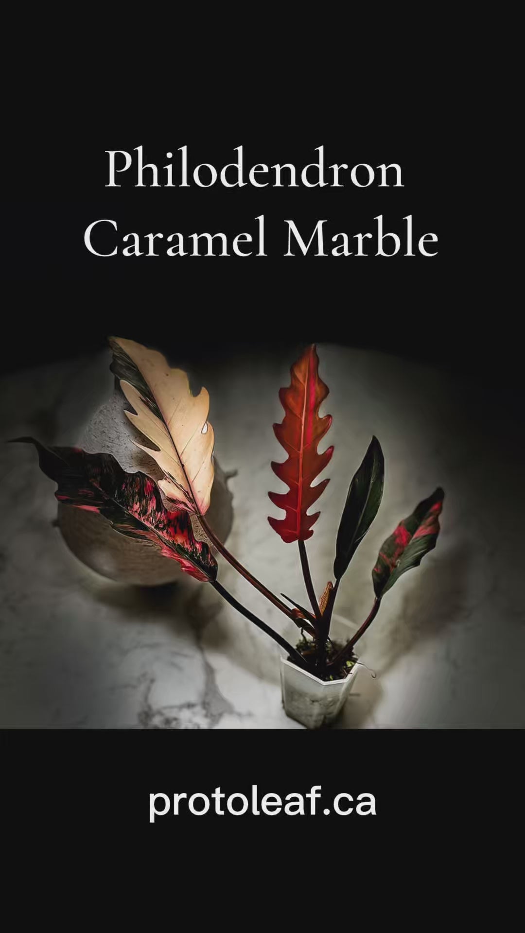 Philodendron Caramel Marble-protoleaf.ca
