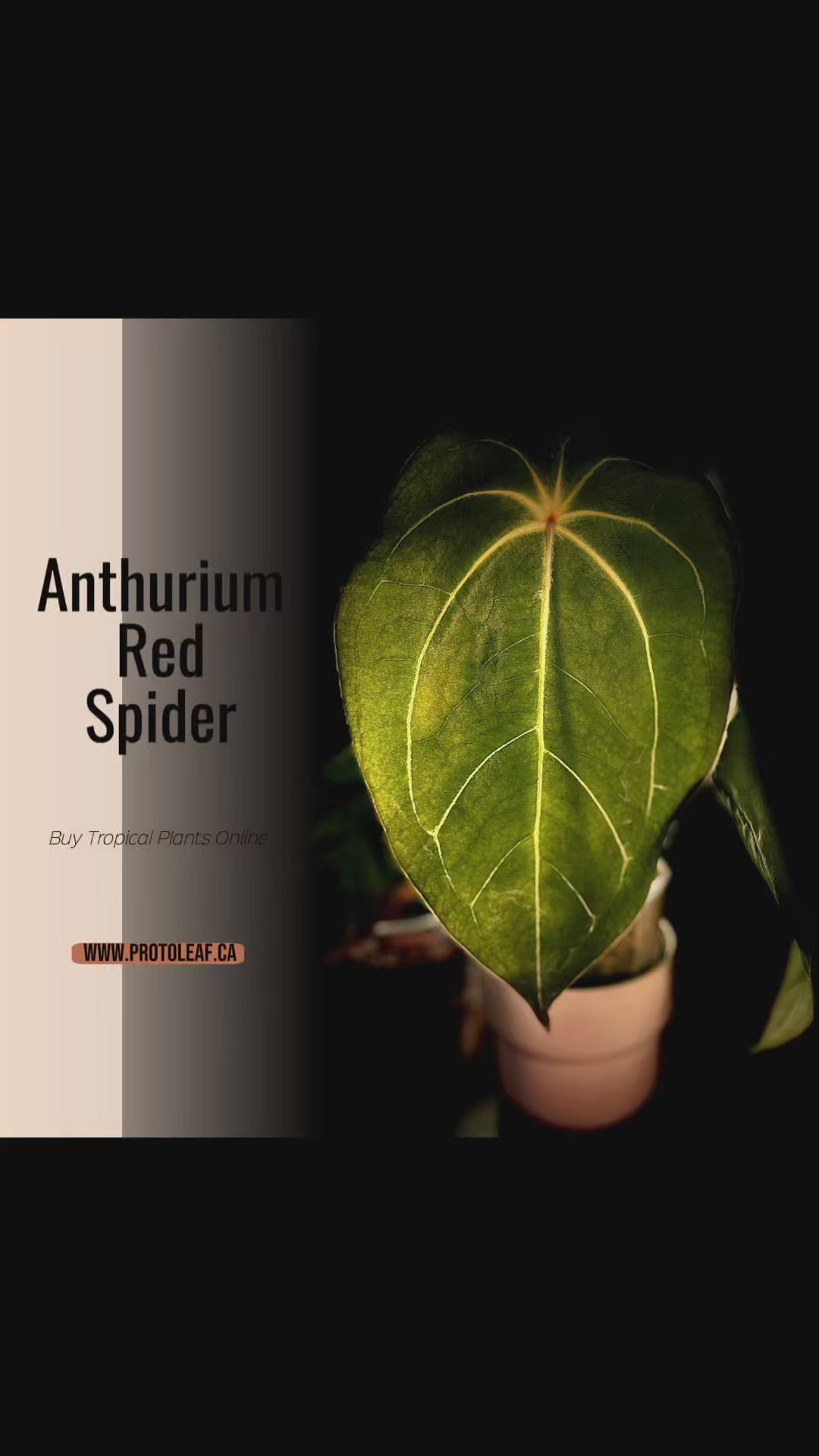 Anthurium Red Spider – ProtoLeaf