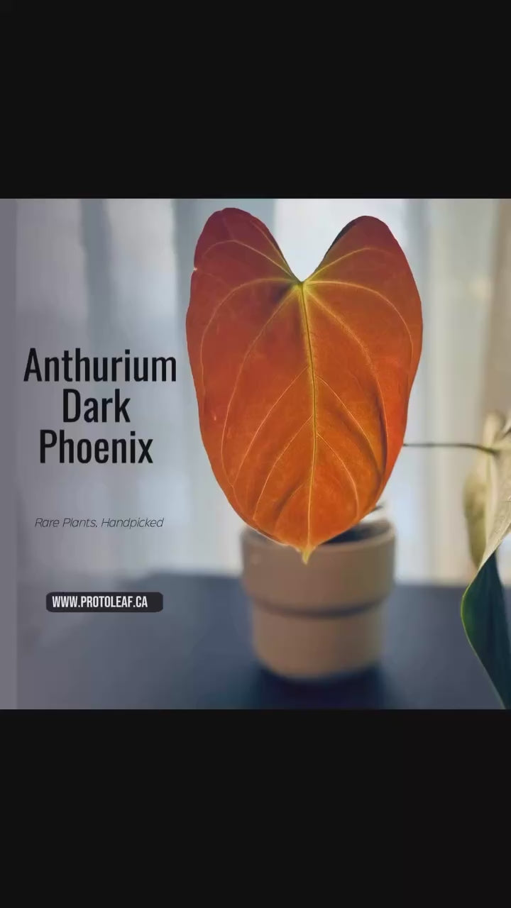 Anthurium Dark Phoenix | Buy Anthurium Online Canada – ProtoLeaf
