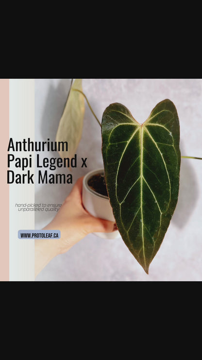 Anthurium Papillilaminum Legend X Dark Mama