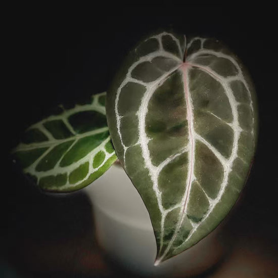 Anthurium Michelle x Zara-protoleaf.ca