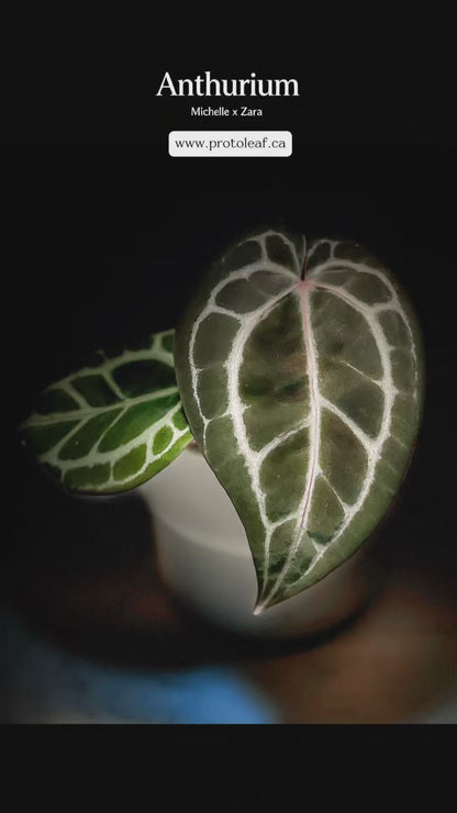 Anthurium Michelle x Zara-protoleaf.ca