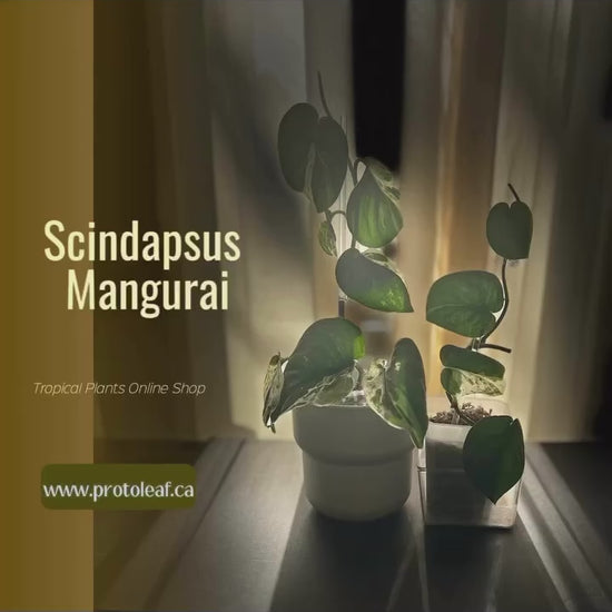 Scindapsus Mangurai