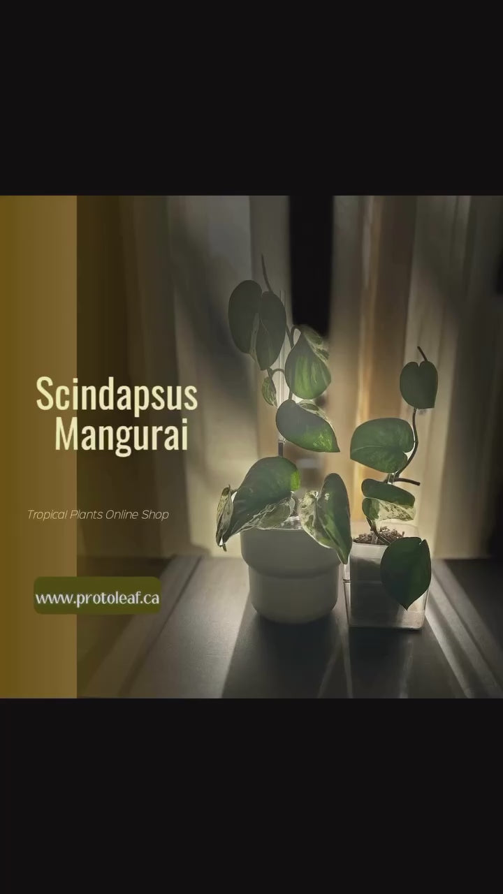Scindapsus Mangurai