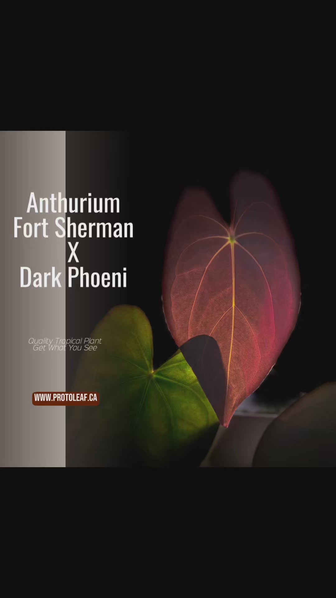 アンスリウム　Fortsherman x Red Dark Phoenix Anthurium papillilaminum 'Fort Sherman' x 'Red Dark Phoenix'