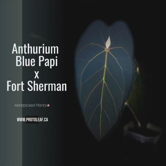Anthurium Blue Papi X Fort Sherman