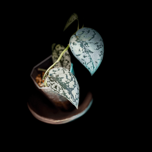 Scindapsus Silver Lady