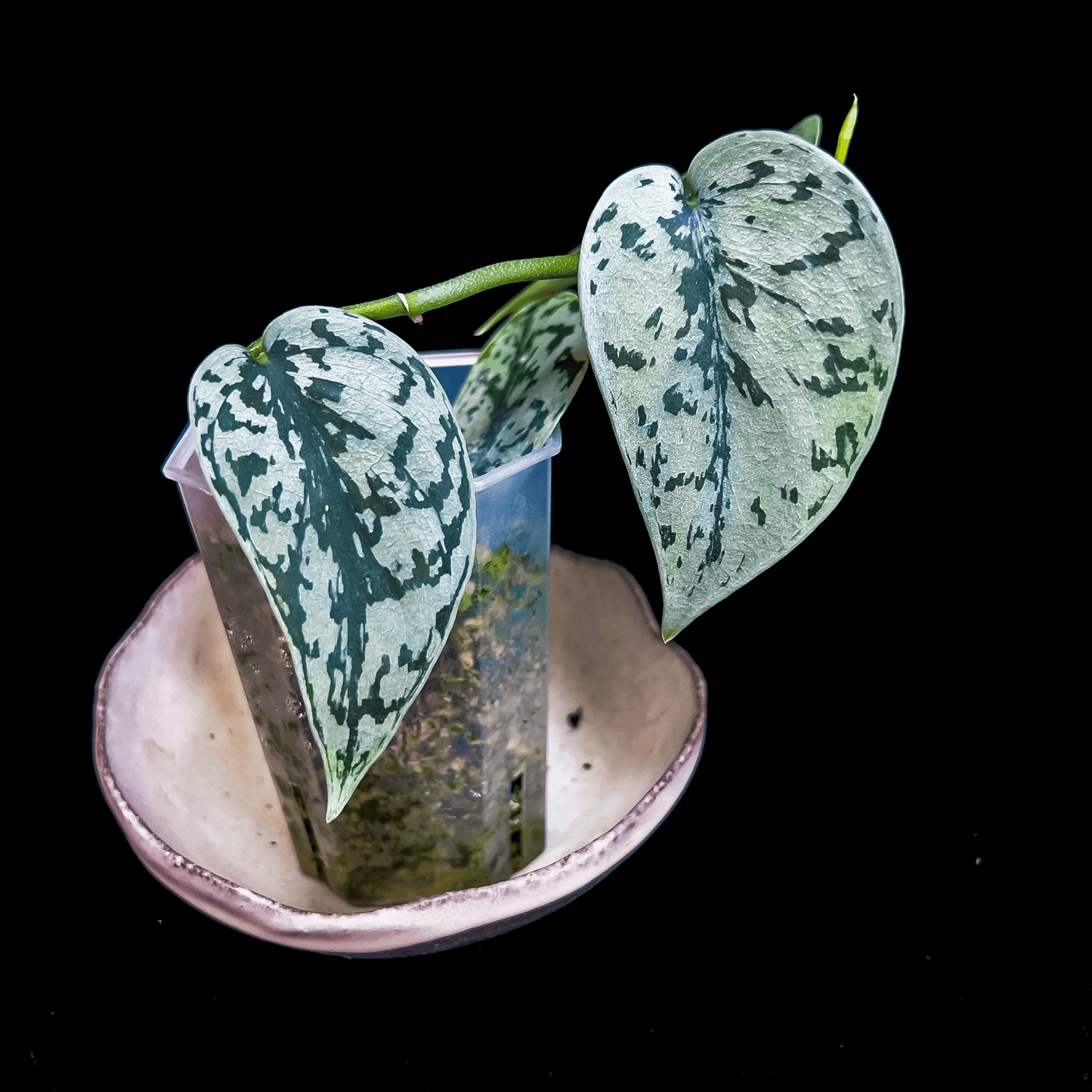 Scindapsus Silver Lady