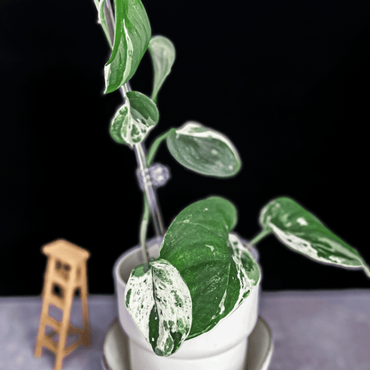 Scindapsus Mangurai