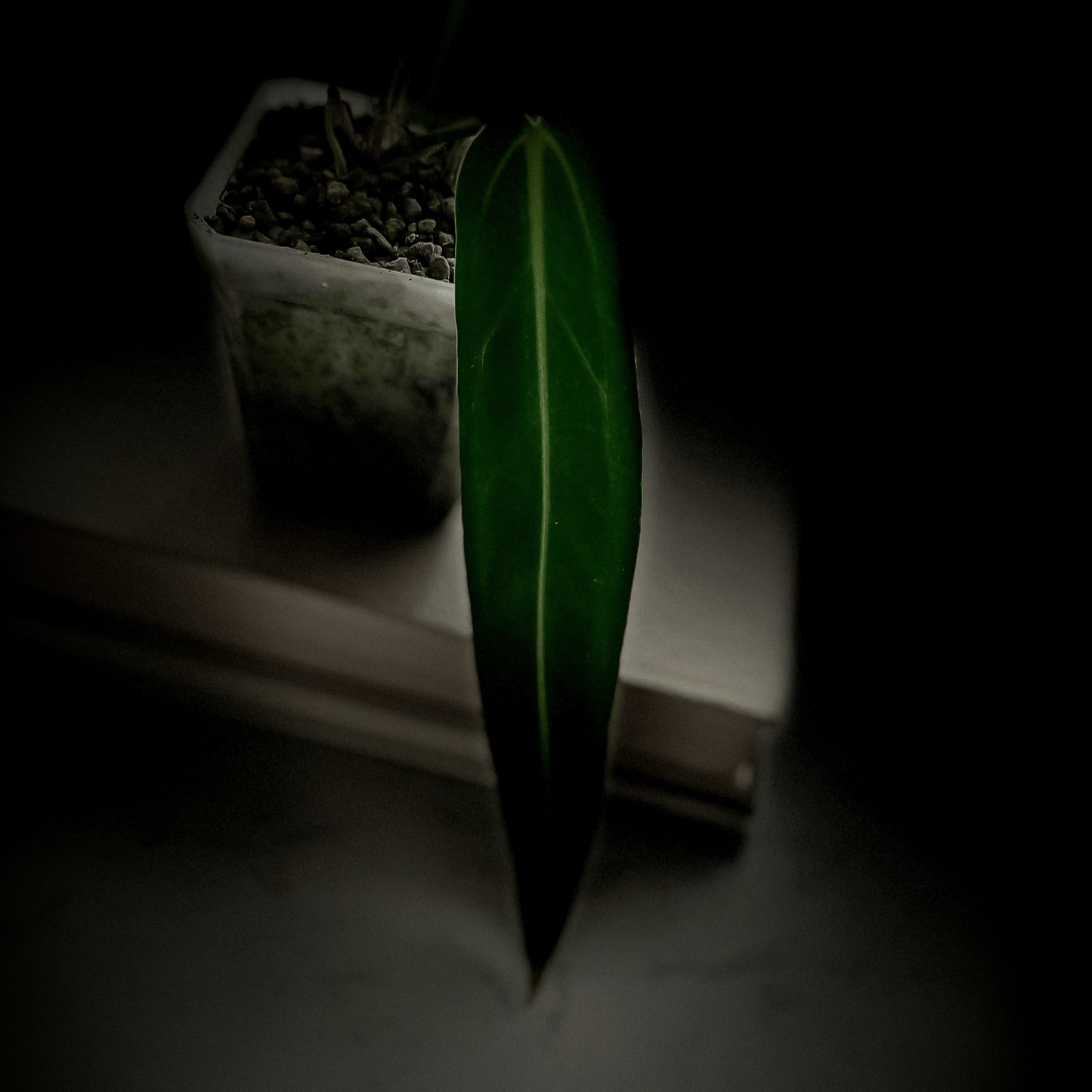 Anthurium Warocqueanum Dark Narrow-protoleaf.ca