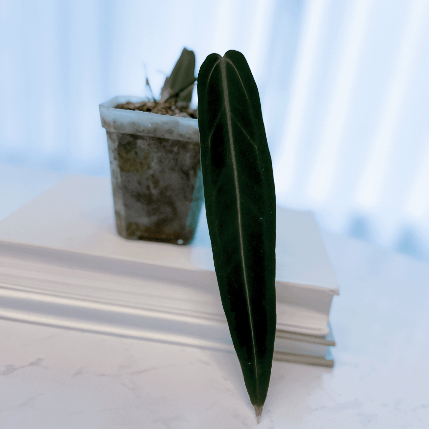 Anthurium Warocqueanum Dark Narrow-protoleaf.ca