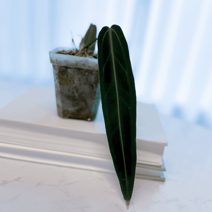 Anthurium Warocqueanum Dark Narrow-protoleaf.ca